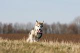 ALASKAN MALAMUTE 809